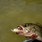 6th Sense The Draw 6.5 Glide Baits
