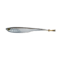 Dogfish Tackle & Marine 6th Sense Strobe Minnow soft plastic bait with realistic silver scales and 3D eye.