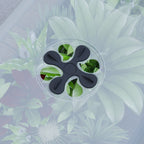 Self-Watering Raised Garden Bed with Ventilation Lid, Water Level Indicator, 29.5" x 14.2" x 36.2", Dark Grey