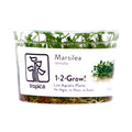 Tropica Marsilea minuta (Carpet Plant) 1-2-Grow!