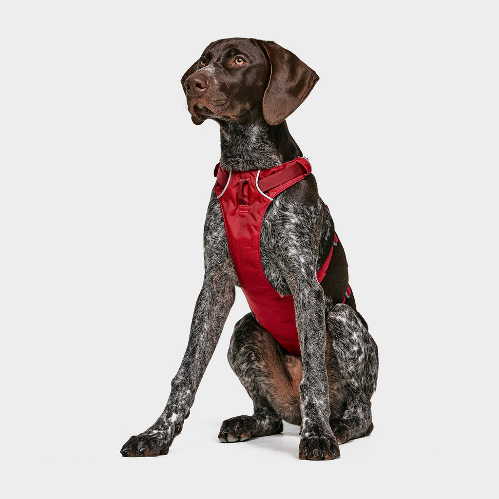 Flagline Dog Harness