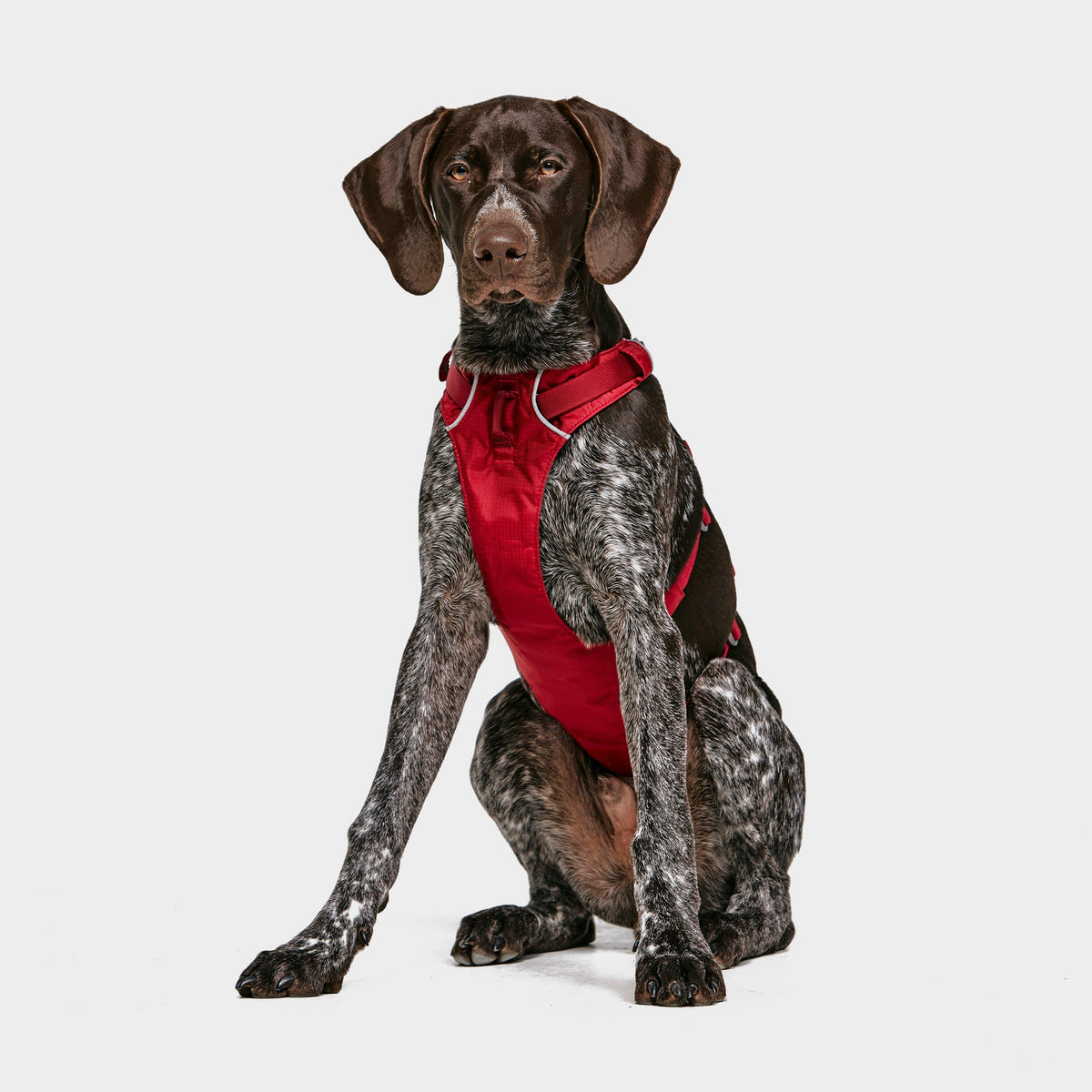 Flagline Dog Harness