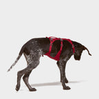 Flagline Dog Harness