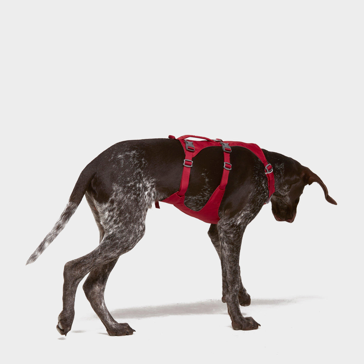 Flagline Dog Harness