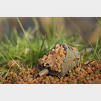 Hybrid Inline Pellet Feeder Large 40g