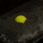 Hi-Attract Pop Ups in Pineapple and Nbutyric, 16mm