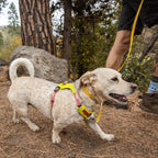 Hi & Light™ Lightweight Dog Harness