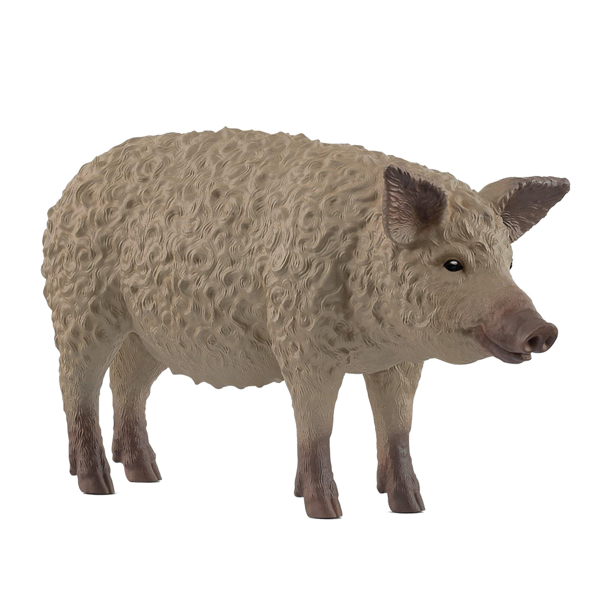 Mangalica Pig