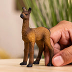 Llama Foal