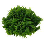 Tropica Monosolenium tenerum (Easy, Foreground) 1-2-Grow!
