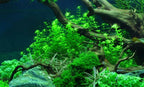 Tropica Hemianthus Micranthemoides Aquarium Live Plant