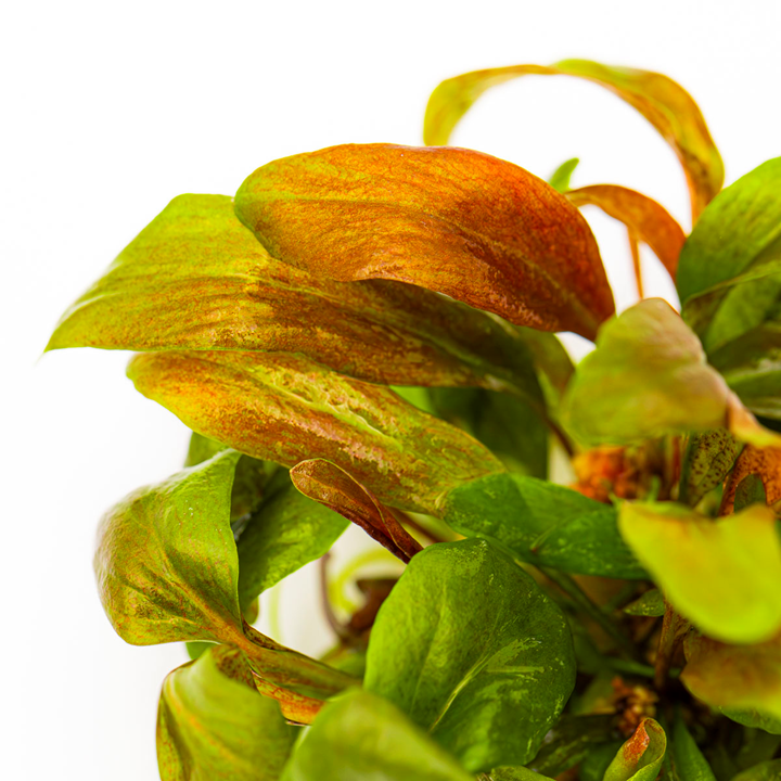 Lysimachia parvifolia Red Live Aquarium Stem Plant Midground Background