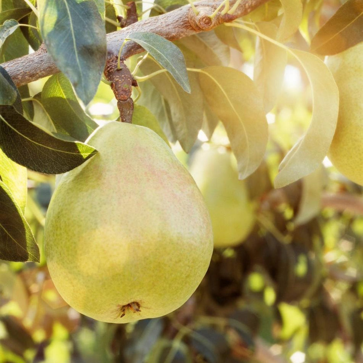 D'Anjou Pear Tree