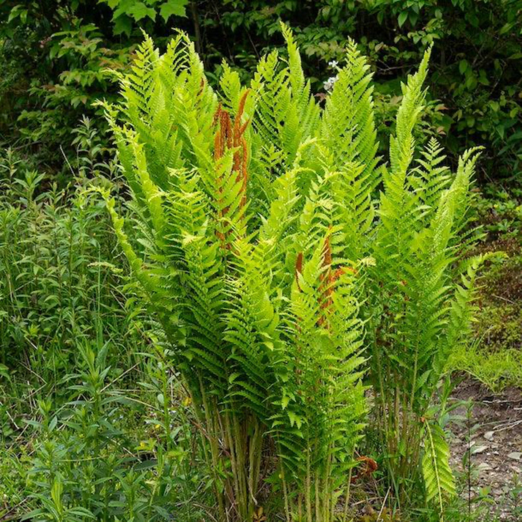 Cinnamon Fern