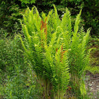 Cinnamon Fern