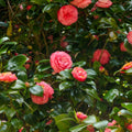 Jack Camellia