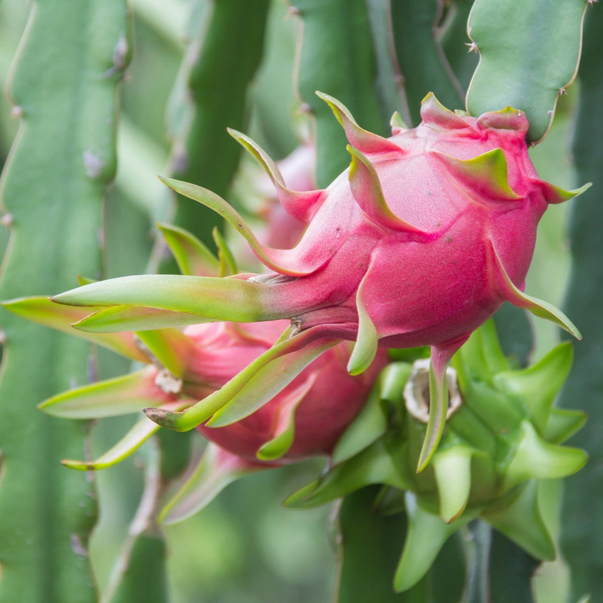 Edgar's Baby Dragon Fruit