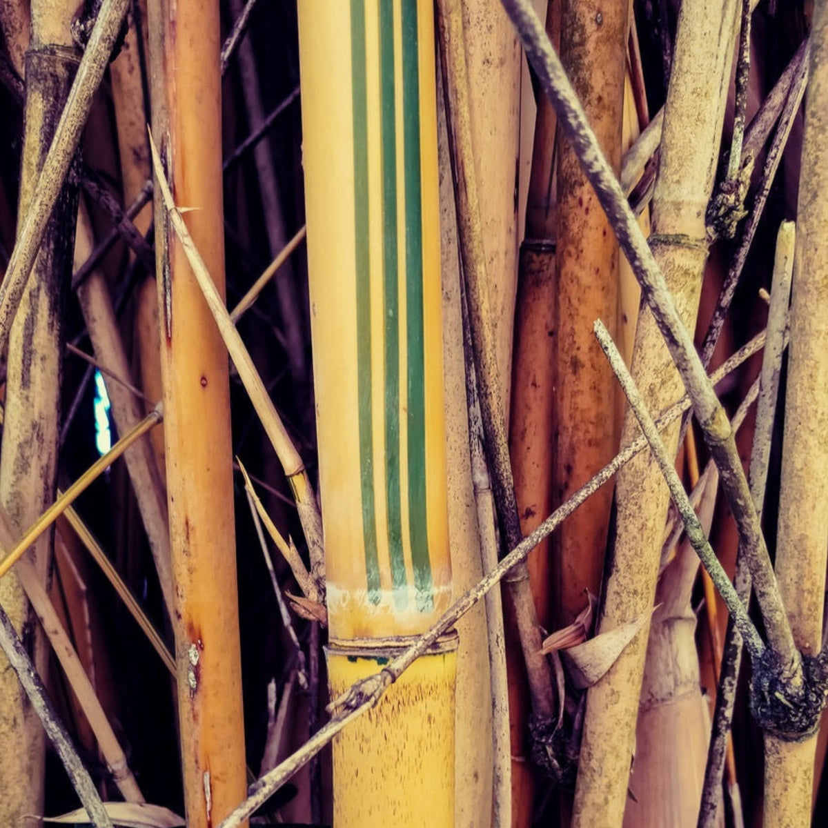 Alphonse Karr Bamboo