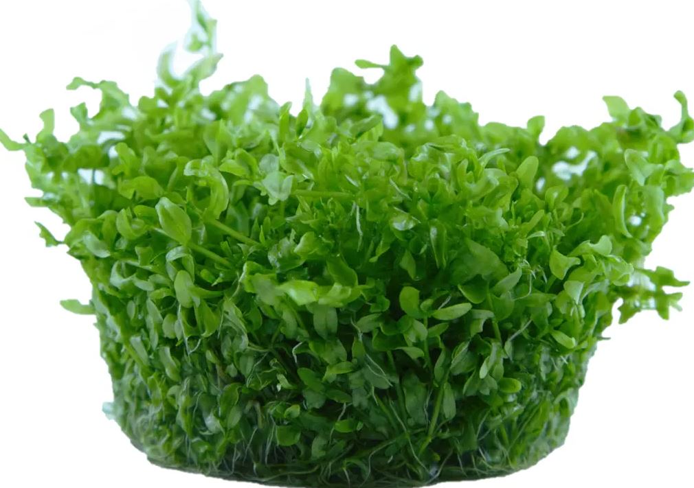 Tropica Hemianthus Micranthemoides Aquarium Live Plant