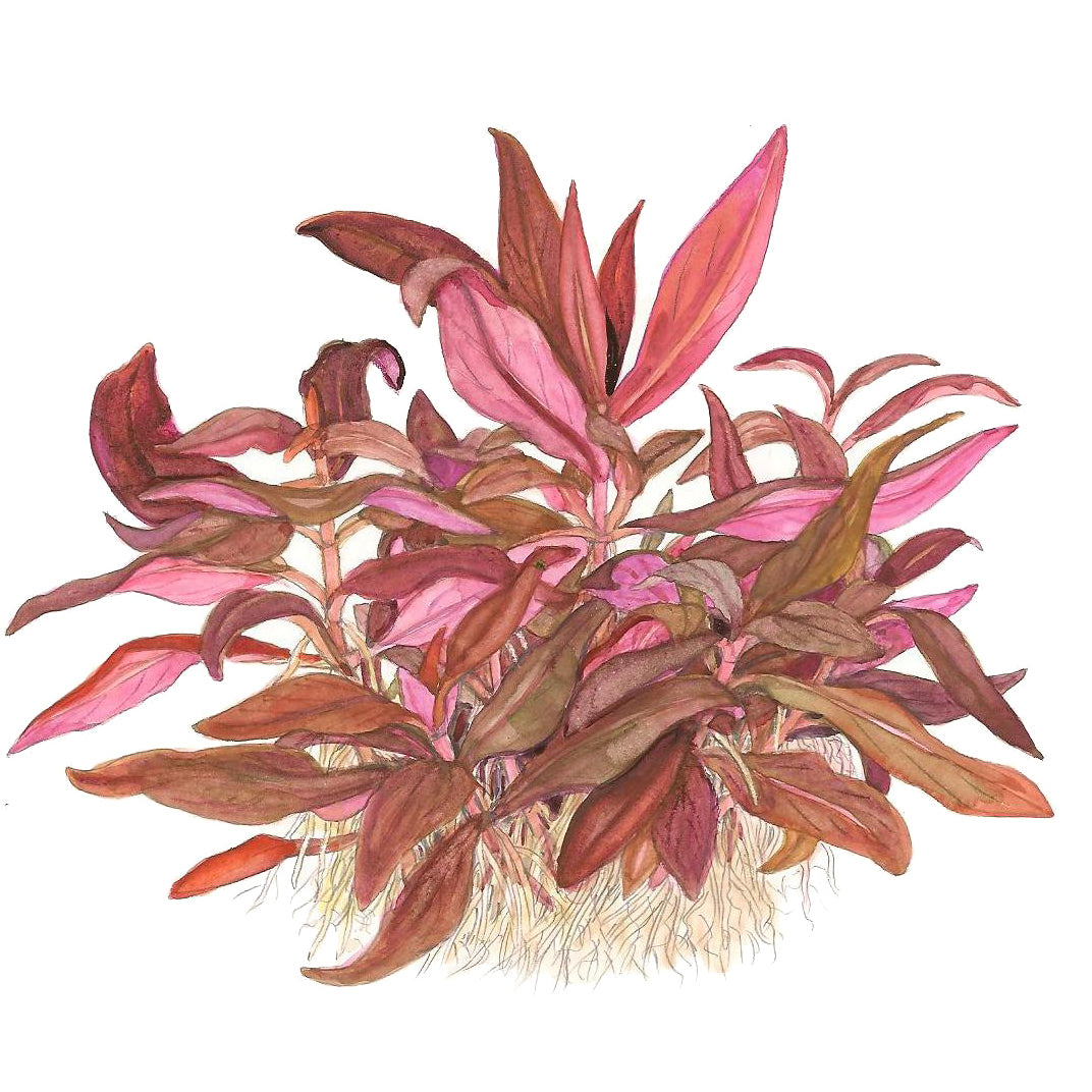 Tropica Alternanthera reineckii 'Mini' (Medium, Foreground) 1-2-Grow!