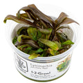Lysimachia parvifolia Red Live Aquarium Stem Plant Midground Background