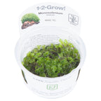 Tropica Monosolenium tenerum (Easy, Foreground) 1-2-Grow!