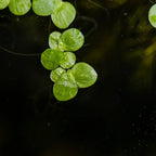 Tropica Spirodela polyrrhiza (Easy, Floating) 1-2-Grow!