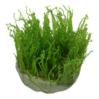 Tropica Taxiphyllum alternans 'Taiwan Moss' (Easy, Moss) 1-2-Grow!