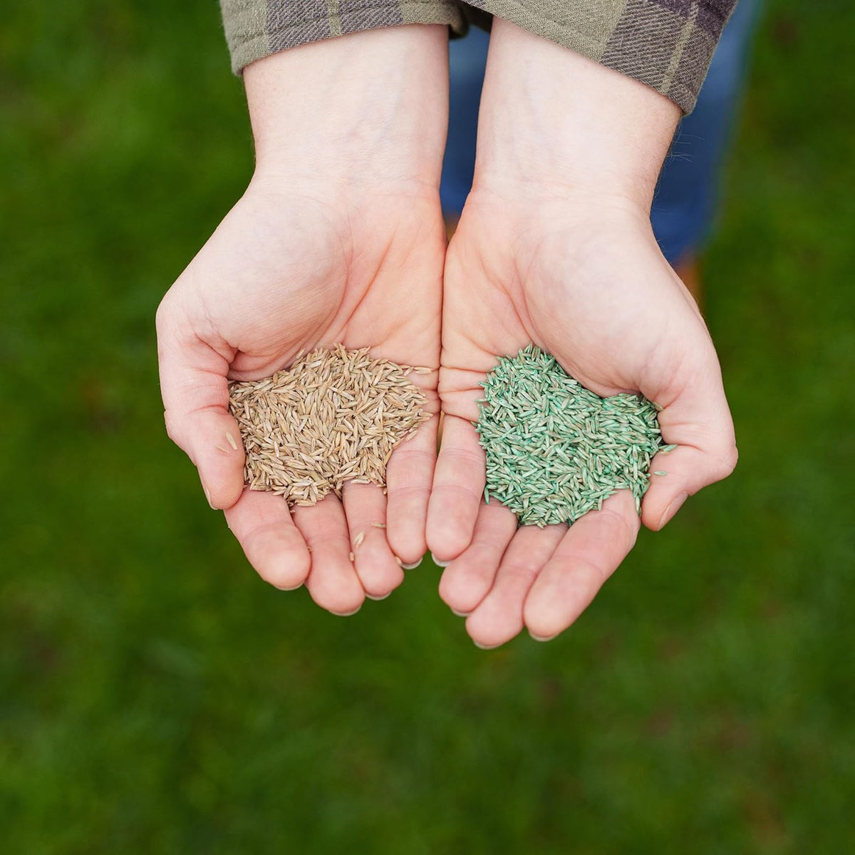 Westland PureGreen Lawn Seed 50m² Dense Green Fine Lawn Mix