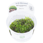 Tropica Monosolenium tenerum (Easy, Foreground) 1-2-Grow!