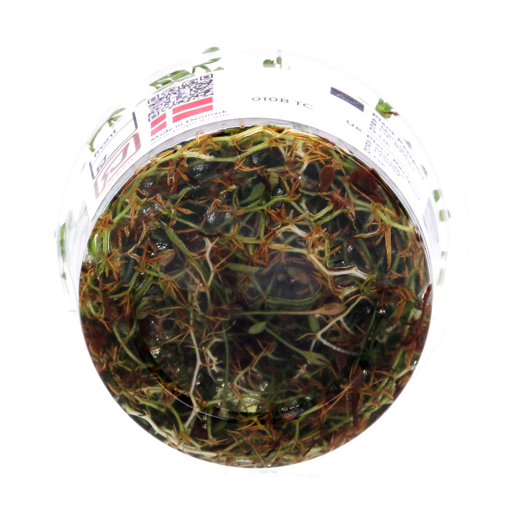 Tropica Marsilea minuta (Carpet Plant) 1-2-Grow!