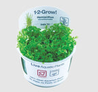 Tropica Hemianthus Micranthemoides Aquarium Live Plant