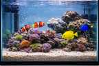 CaribSea Ocean Direct Natural Live Sand