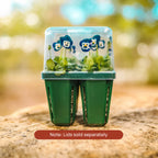 Jumbo Seedling Tray - 5" x 5"