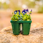 Jumbo Seedling Tray - 5" x 5"