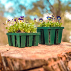 Jumbo Seedling Tray - 5" x 5"