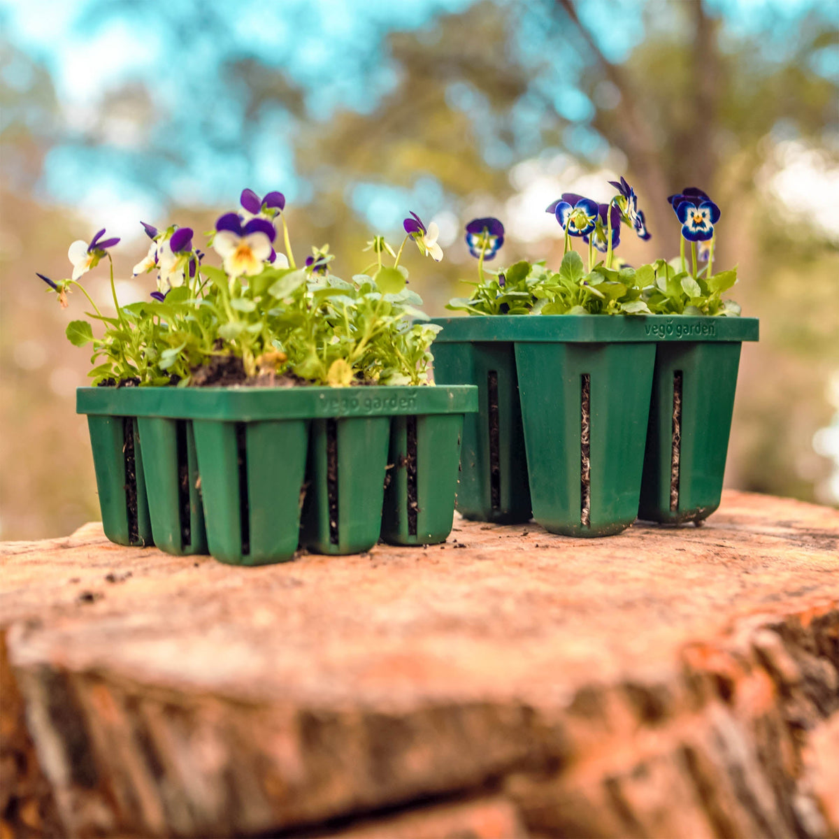 Jumbo Seedling Tray - 5" x 5"