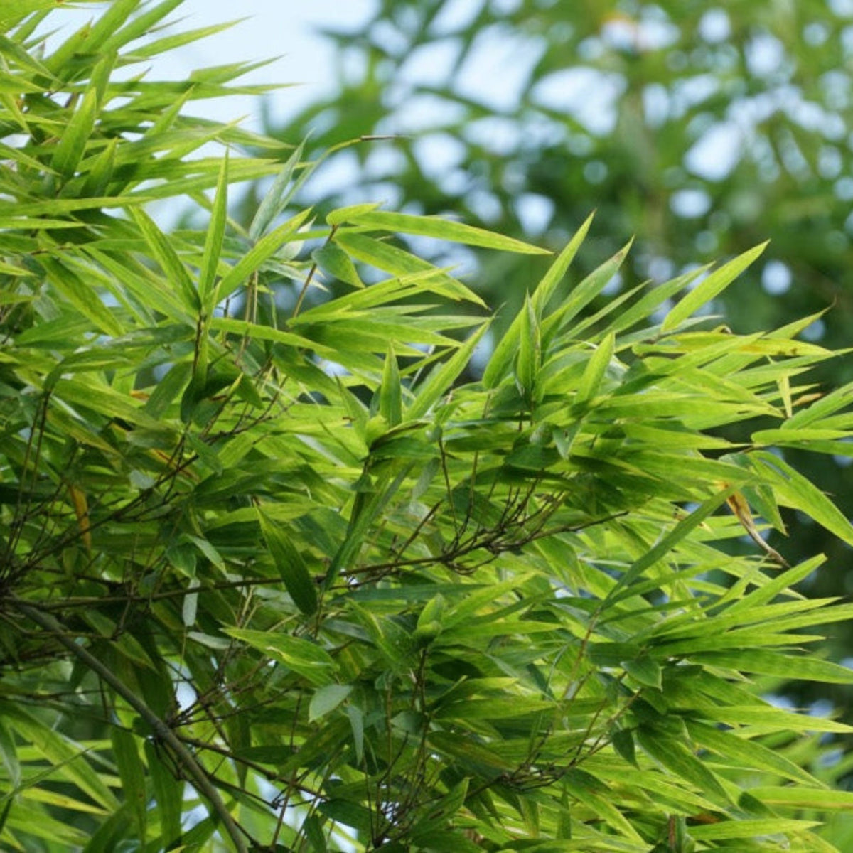 Golden Goddess Bamboo