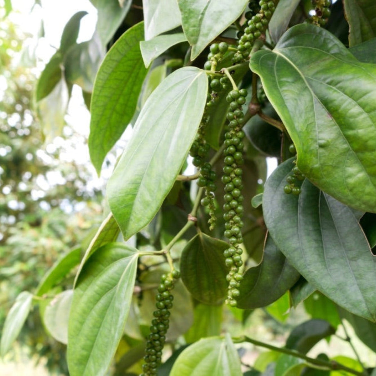 Black Pepper Plant