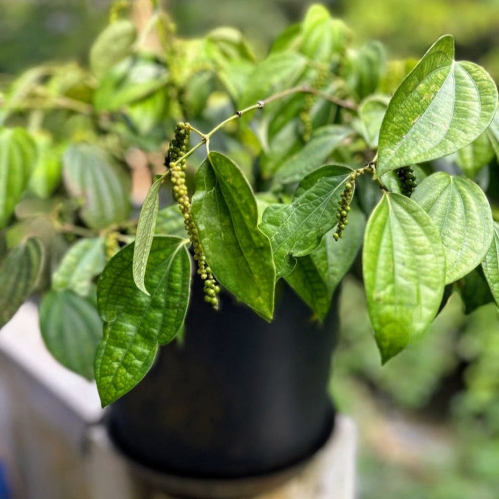 Black Pepper Plant