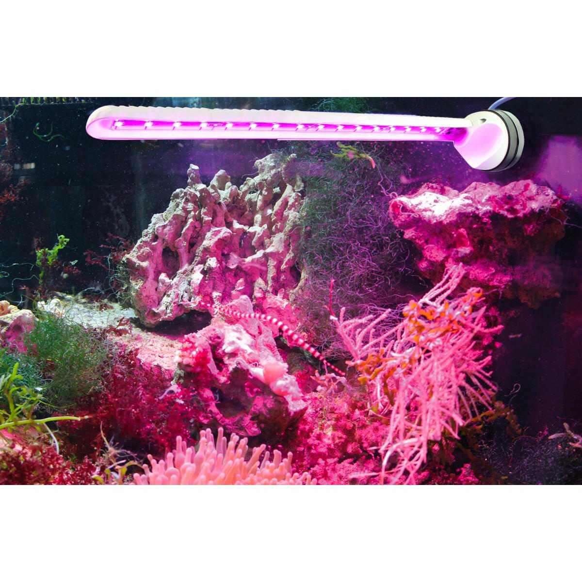 Tunze LED Refugium Eco Chic