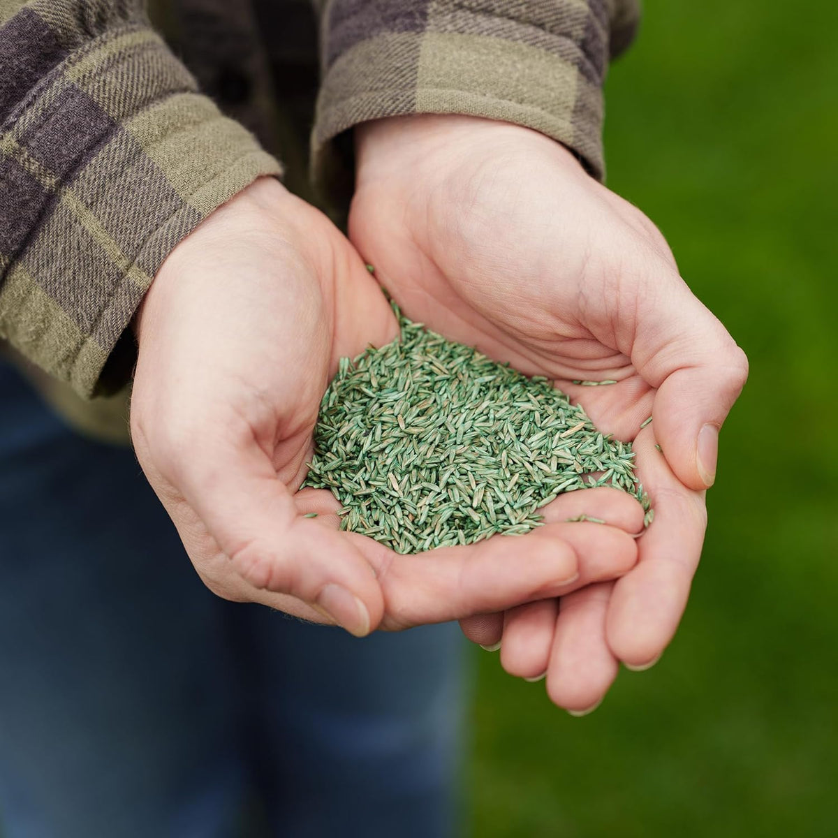 Westland PureGreen Lawn Seed 50m² Dense Green Fine Lawn Mix