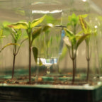 Seedling Drip Control Humidity Dome Gen 2 - 5" x 5"
