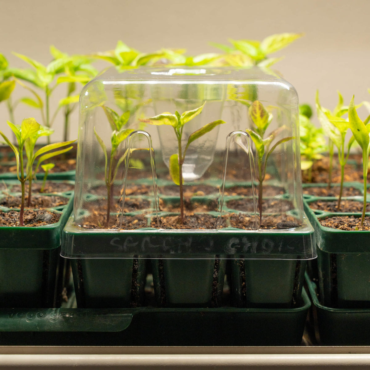 Seedling Drip Control Humidity Dome Gen 2 - 5" x 5"
