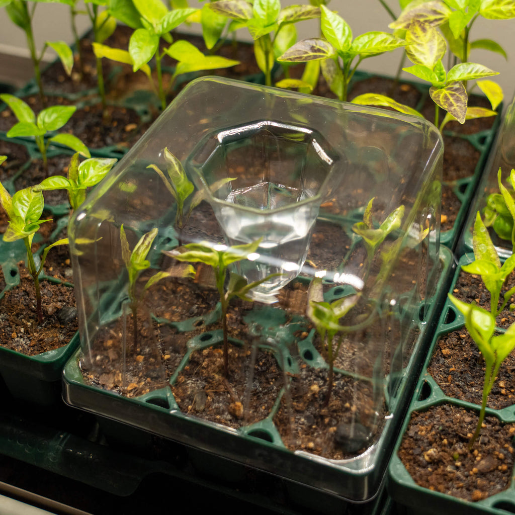 Seedling Drip Control Humidity Dome Gen 2 - 5" x 5"