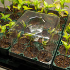Seedling Drip Control Humidity Dome Gen 2 - 5" x 5"
