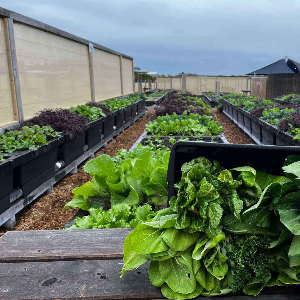 Foodcube™  Slim - The Next Generation of Self Watering Raised Garden Elevated