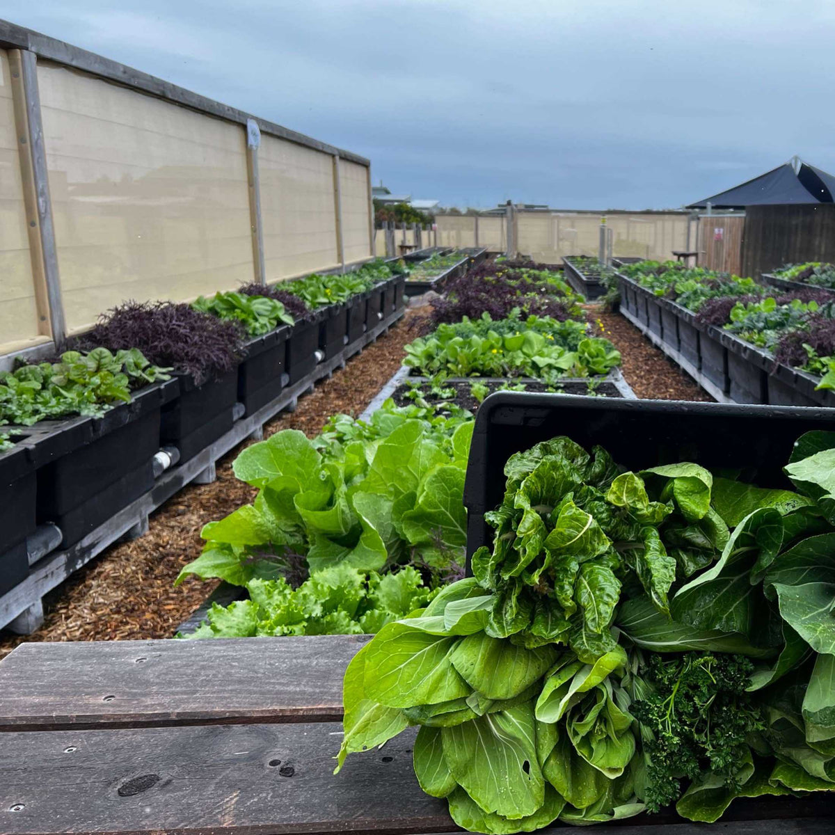 Foodcube™  Slim - The Next Generation of Self Watering Raised Garden Elevated