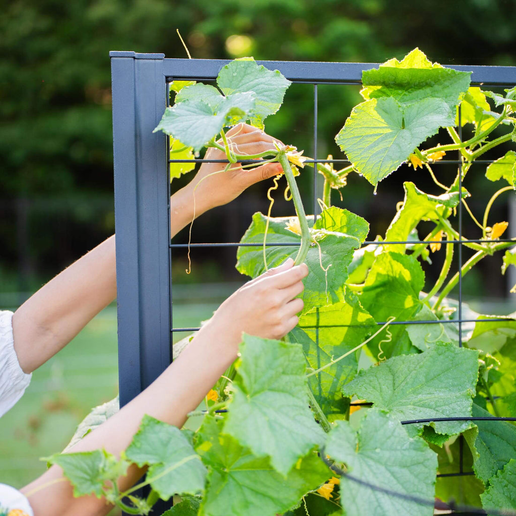 Vego Modern Pro Privacy Wall Trellis