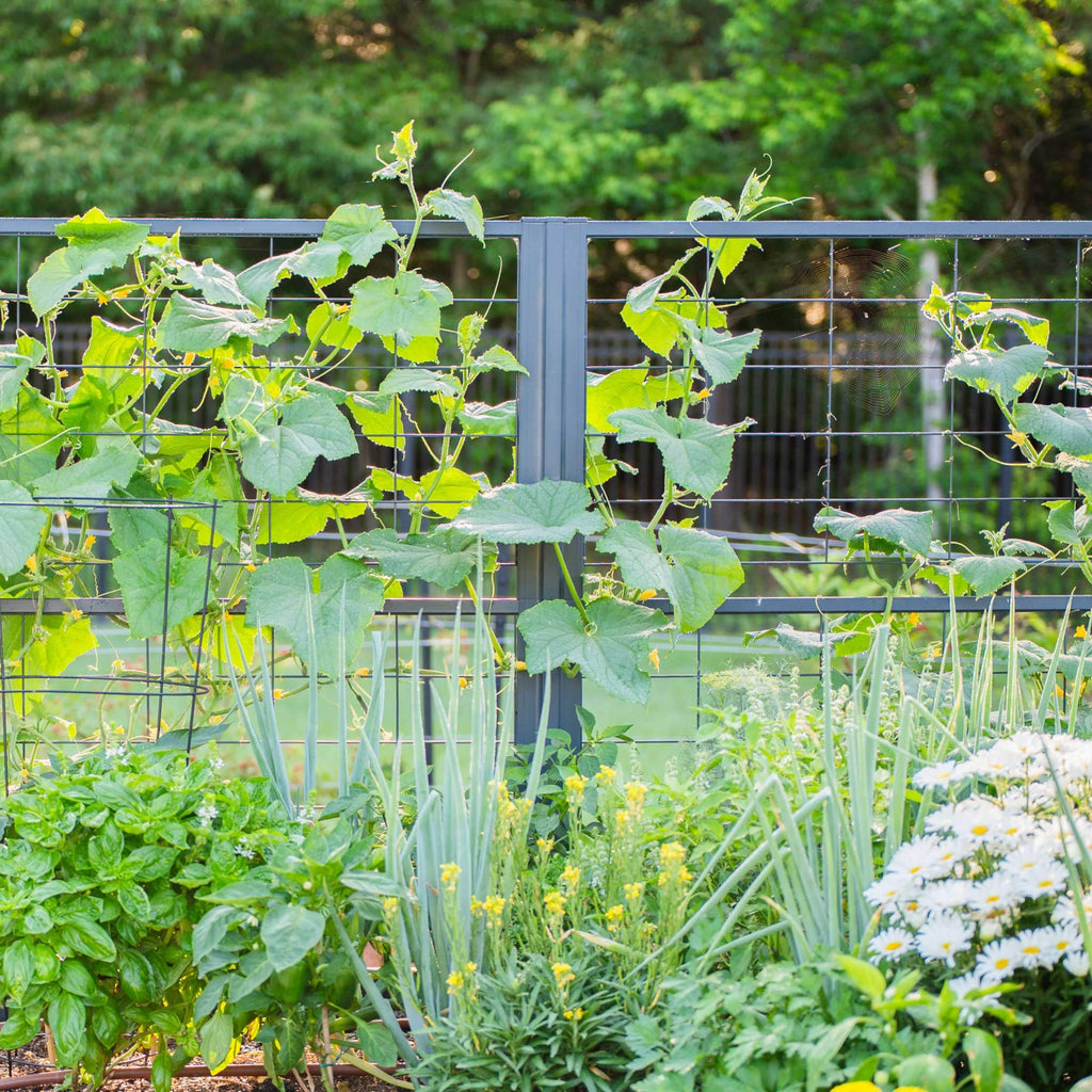 Vego Modern Pro Privacy Wall Trellis